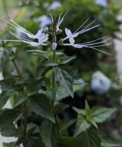 White Cat Whiskers Live Plants - Pack of 2 - Orthosiphon Stameneus - Java Tea Perennial Flowering Shrub - 4-6 Inches Tall