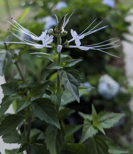 White Cat Whiskers Live Plants - Pack of 2 - Orthosiphon Stameneus - Java Tea Perennial Flowering Shrub - 4-6 Inches Tall