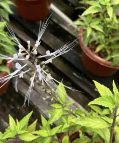 White Cat Whiskers Live Plants - Pack of 2 - Orthosiphon Stameneus - Java Tea Perennial Flowering Shrub - 4-6 Inches Tall