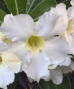White Desert Rose Flower - Live Starter Rose Plant - Starter Flower
