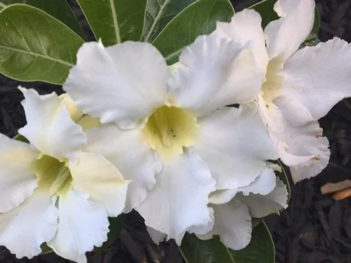 White Desert Rose Flower - Live Starter Rose Plant - Starter Flower