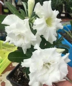 White Desert Rose Flower - Live Starter Rose Plant - Starter Flower