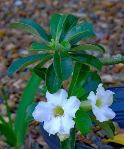White Desert Rose Flower - Live Starter Rose Plant - Starter Flower