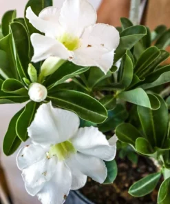 White Desert Rose Flower - Live Starter Rose Plant - Starter Flower