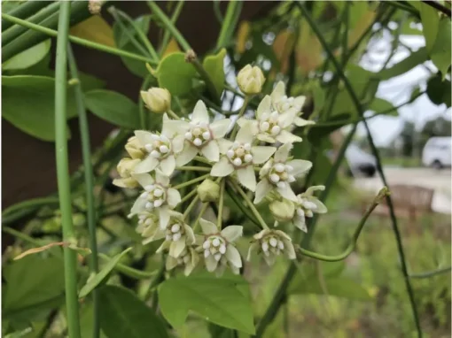 White Twine Vine Milkweeed - Pack of 2 - Funastrum clausum