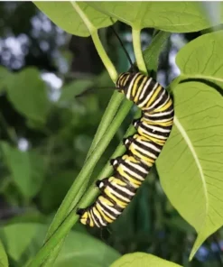 White Twine Vine Milkweeed - Pack of 2 - Funastrum clausum