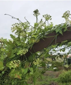 White Twine Vine Milkweeed - Pack of 2 - Funastrum clausum