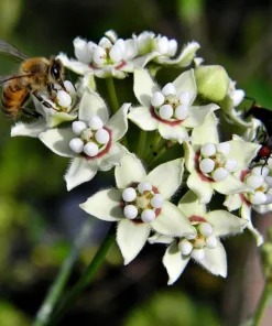 White Twine Vine Milkweeed - Pack of 2 - Funastrum clausum