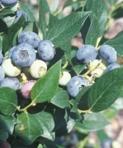 Windsor Southern Highbush Blueberry - Live Blueberry Bush - Starter 4-6 inch Blue Berry Plant for Planting - Blueberry Plant Live
