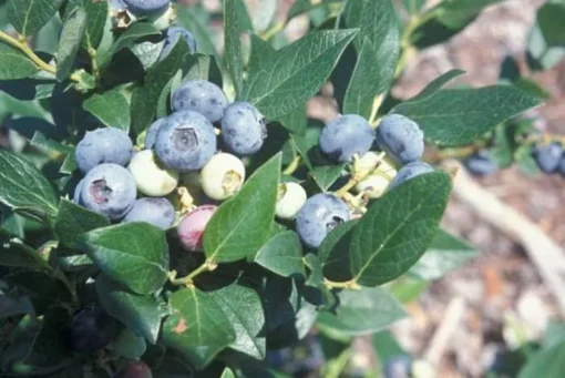 Windsor Southern Highbush Blueberry - Live Blueberry Bush - Starter 4-6 inch Blue Berry Plant for Planting - Blueberry Plant Live