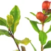 Wonderful Pomegranate Tree - Punica Granatum Pomegranate Plant - Fruit Tree Live Plant - Live Fruit Tree - Starter Plant