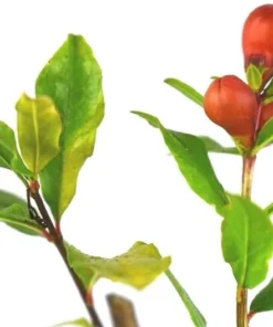 Wonderful Pomegranate Tree - Punica Granatum Pomegranate Plant - Fruit Tree Live Plant - Live Fruit Tree - Starter Plant