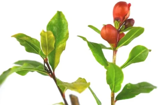 Wonderful Pomegranate Tree - Punica Granatum Pomegranate Plant - Fruit Tree Live Plant - Live Fruit Tree - Starter Plant