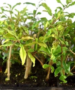 Wonderful Pomegranate Tree - Punica Granatum Pomegranate Plant - Fruit Tree Live Plant - Live Fruit Tree - Starter Plant