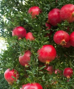 Wonderful Pomegranate Tree - Punica Granatum Pomegranate Plant - Fruit Tree Live Plant - Live Fruit Tree - Starter Plant