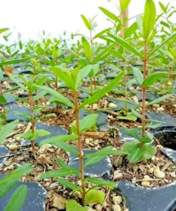 Wonderful Pomegranate Tree - Punica Granatum Pomegranate Plant - Fruit Tree Live Plant - Live Fruit Tree - Starter Plant