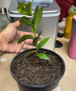 Wonderful Pomegranate Tree - Punica Granatum Pomegranate Plant - Fruit Tree Live Plant - Live Fruit Tree - Starter Plant