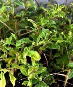 Wonderful Pomegranate Tree - Punica Granatum Pomegranate Plant - Fruit Tree Live Plant - Live Fruit Tree - Starter Plant