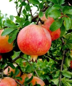 Wonderful Pomegranate Tree - Punica Granatum Pomegranate Plant - Fruit Tree Live Plant - Live Fruit Tree - Starter Plant