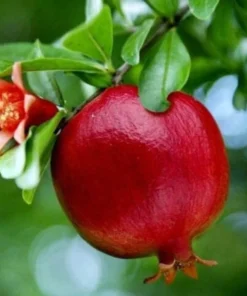 Wonderful Pomegranate Tree - Punica Granatum Pomegranate Plant - Fruit Tree Live Plant - Live Fruit Tree - Starter Plant