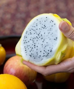 Yellow Dragon Fruit Plant Rooted - Selenicereus Megalanthus - Dragon Fruit Plant Live - Dragonfruit Tree - - Live Dragon Fruit