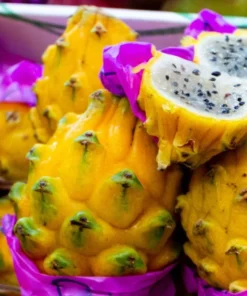 Yellow Dragon Fruit Plant Rooted - Selenicereus Megalanthus - Dragon Fruit Plant Live - Dragonfruit Tree - - Live Dragon Fruit