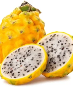 Yellow Dragon Fruit Plant Rooted - Selenicereus Megalanthus - Dragon Fruit Plant Live - Dragonfruit Tree - - Live Dragon Fruit