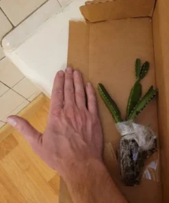 Yellow Dragon Fruit Plant Rooted - Selenicereus Megalanthus - Dragon Fruit Plant Live - Dragonfruit Tree - - Live Dragon Fruit