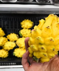 Yellow Dragon Fruit Plant Rooted - Selenicereus Megalanthus - Dragon Fruit Plant Live - Dragonfruit Tree - - Live Dragon Fruit
