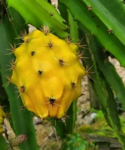 Yellow Dragon Fruit Plant Rooted - Selenicereus Megalanthus - Dragon Fruit Plant Live - Dragonfruit Tree - - Live Dragon Fruit