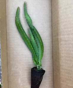 Yellow Dragon Fruit Plant Rooted - Selenicereus Megalanthus - Dragon Fruit Plant Live - Dragonfruit Tree - - Live Dragon Fruit