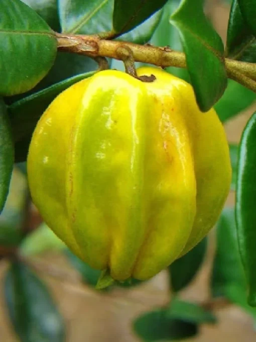 Yellow Star Cherry Tree - Live Cherry Plant - Cherry Fruit Tree - Pitangatuba Seedling Plant - Grow Your Own Food - Surinam Cherry