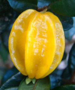 Yellow Star Cherry Tree - Live Cherry Plant - Cherry Fruit Tree - Pitangatuba Seedling Plant - Grow Your Own Food - Surinam Cherry