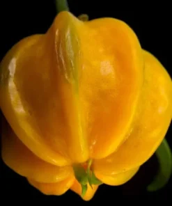 Yellow Star Cherry Tree - Live Cherry Plant - Cherry Fruit Tree - Pitangatuba Seedling Plant - Grow Your Own Food - Surinam Cherry