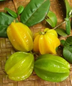 Yellow Star Cherry Tree - Live Cherry Plant - Cherry Fruit Tree - Pitangatuba Seedling Plant - Grow Your Own Food - Surinam Cherry