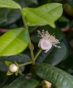 Yellow Star Cherry Tree - Live Cherry Plant - Cherry Fruit Tree - Pitangatuba Seedling Plant - Grow Your Own Food - Surinam Cherry