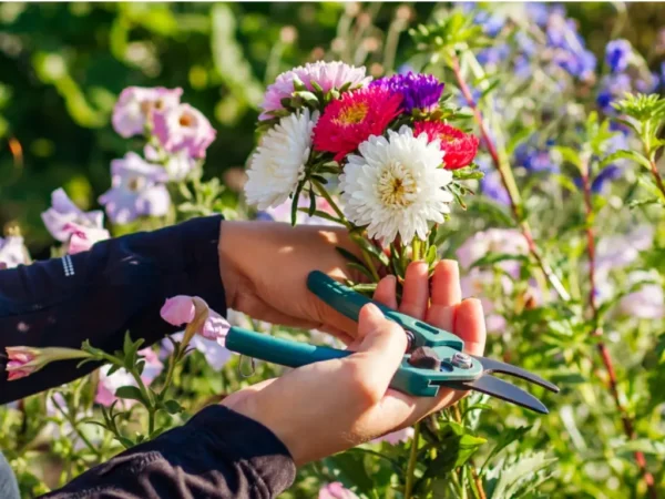 10 Tips for Growing Beautiful Cut Flowers from Seed at Home