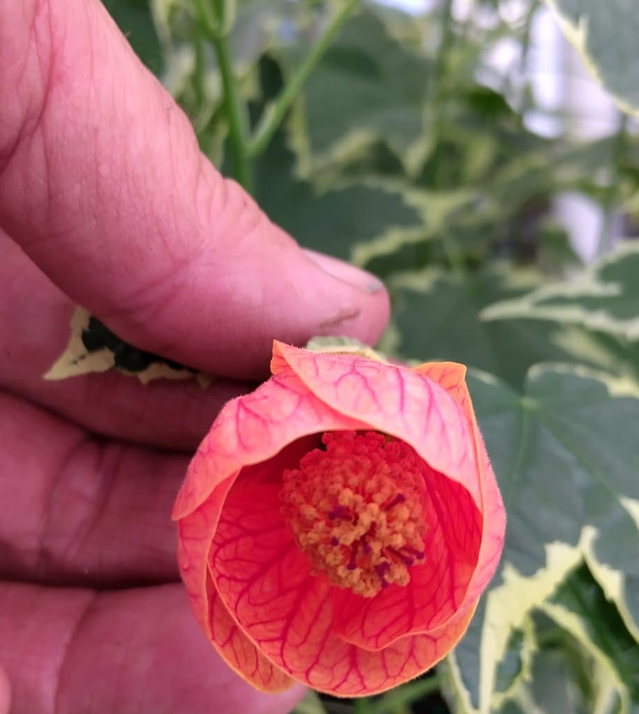 Abutilon Variegated Green Apricot Live Plant 4-7 Inch Planting Height
