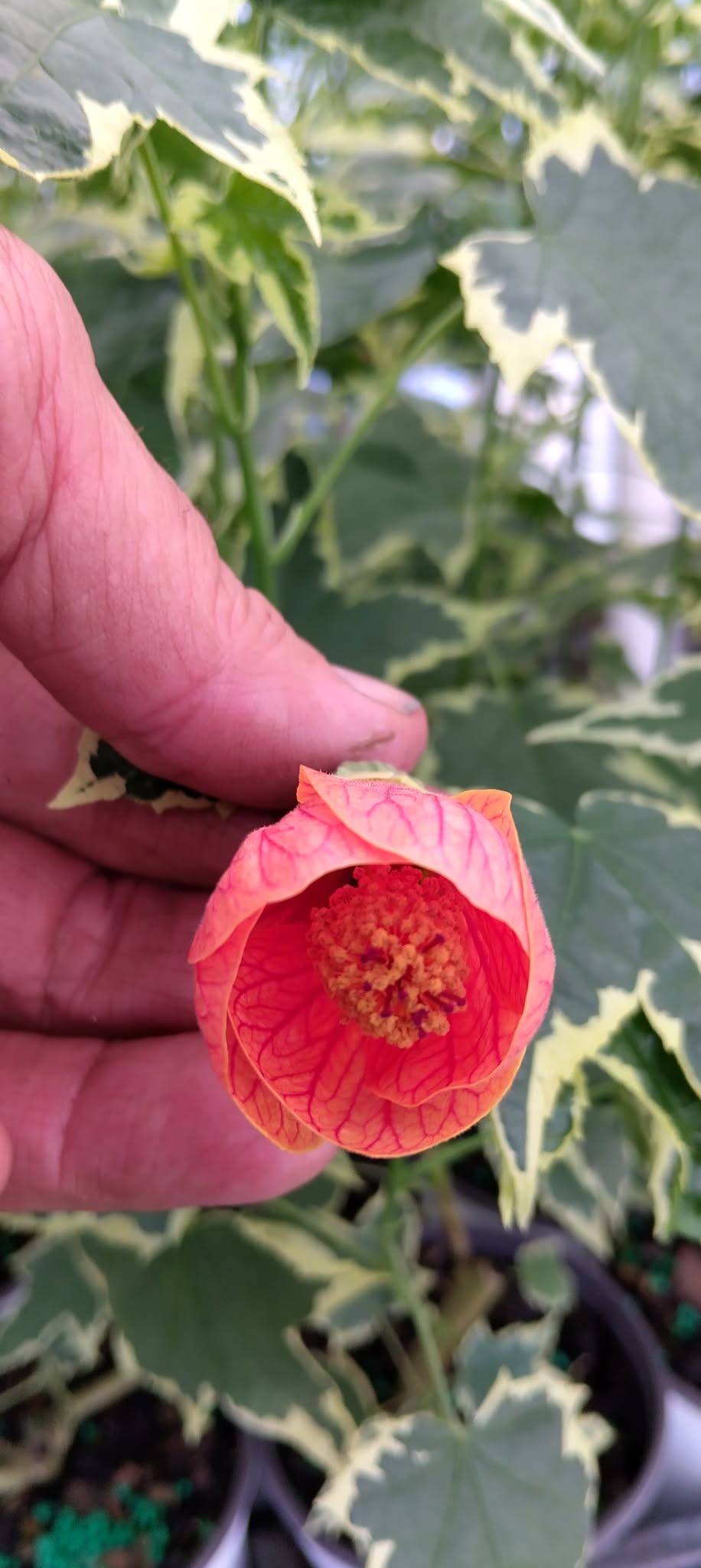 Abutilon Variegated Green Apricot Live Plant 4-7 Inch Planting Height