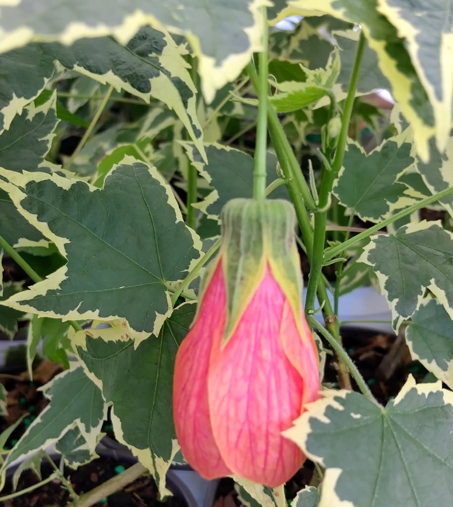 Abutilon Variegated Green Apricot Live Plant 4-7 Inch Planting Height