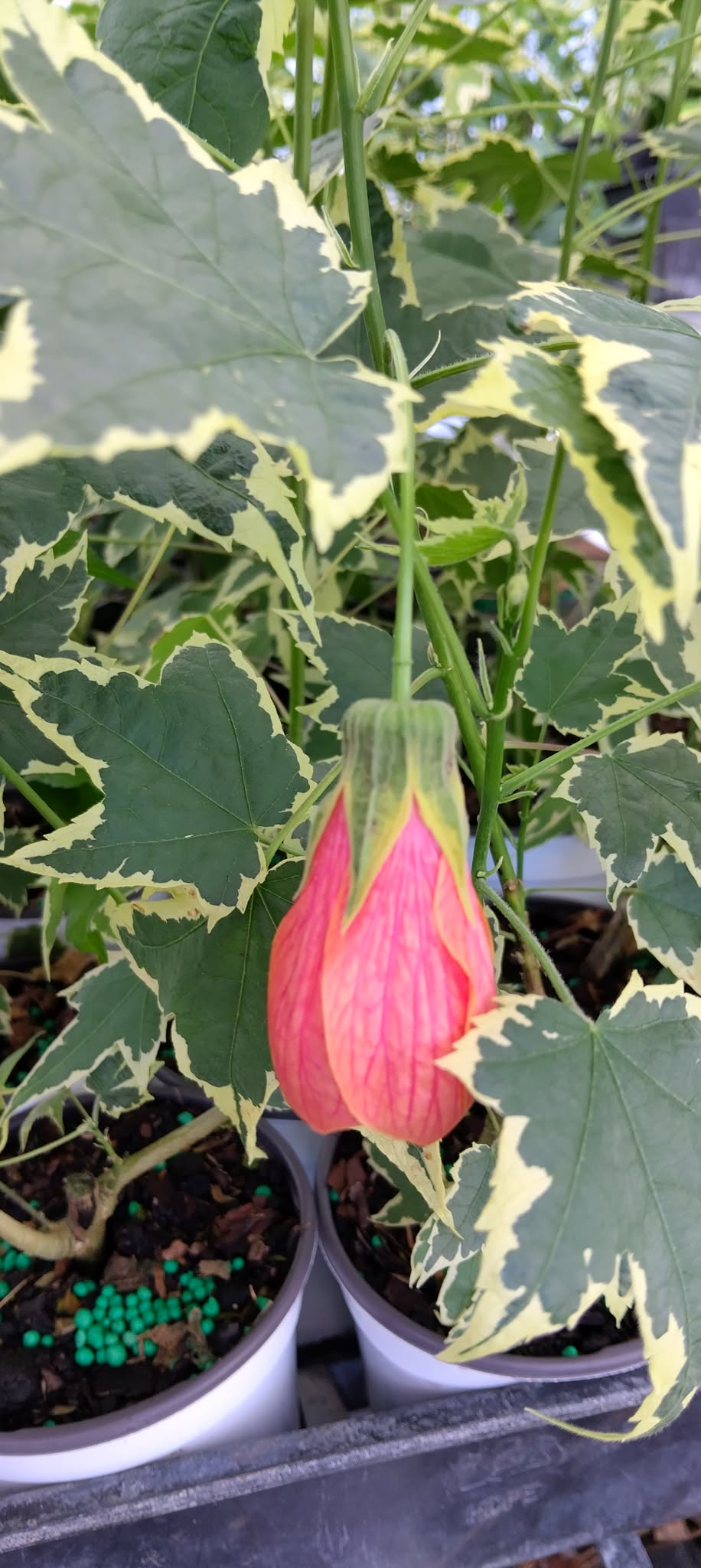 Abutilon Variegated Green Apricot Live Plant 4-7 Inch Planting Height