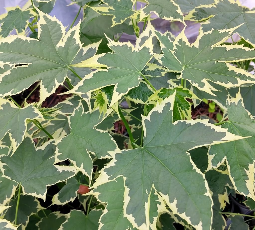 Abutilon Variegated Green Apricot Live Plant 4-7 Inch Planting Height
