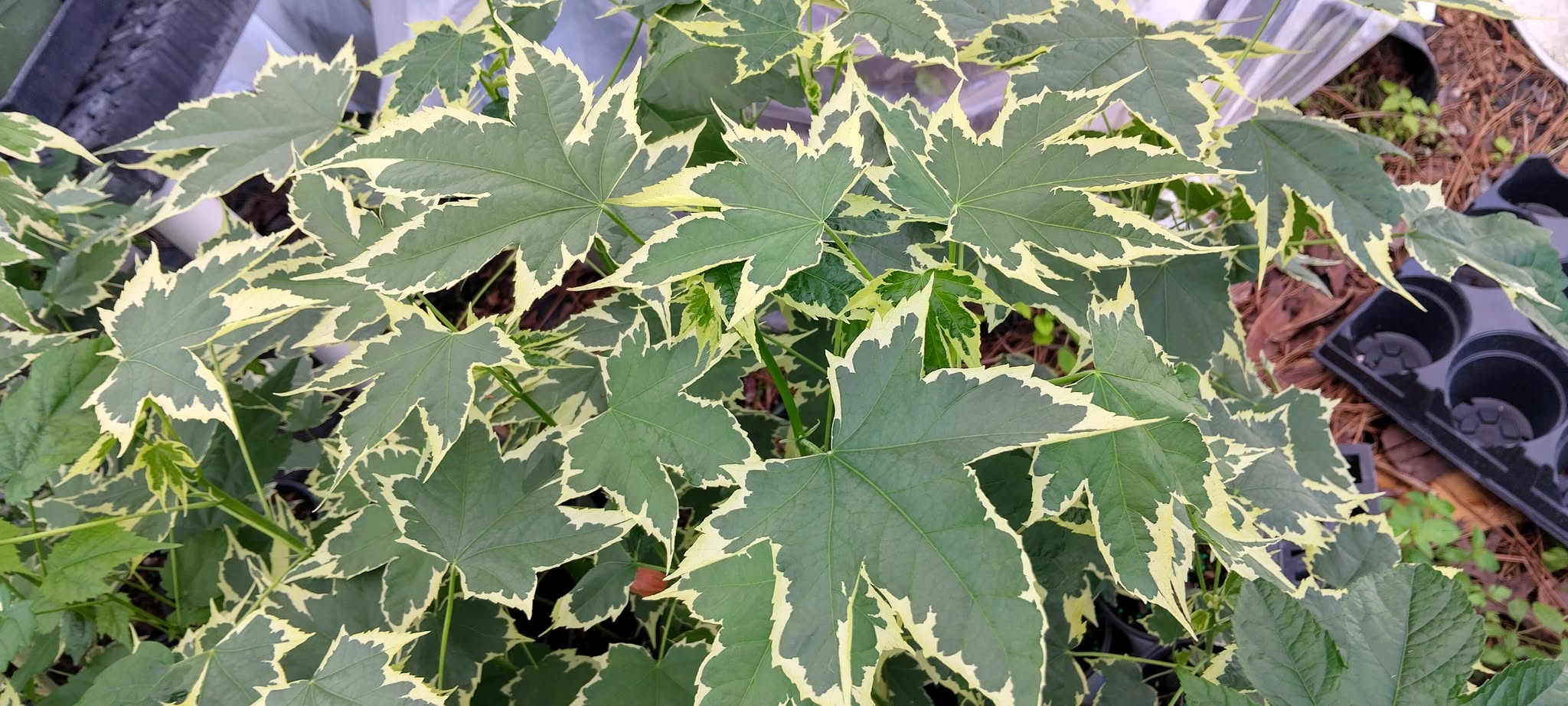 Abutilon Variegated Green Apricot Live Plant 4-7 Inch Planting Height