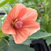 Abutilon Variegated Green Apricot Live Plant 4-7 Inch Planting Height