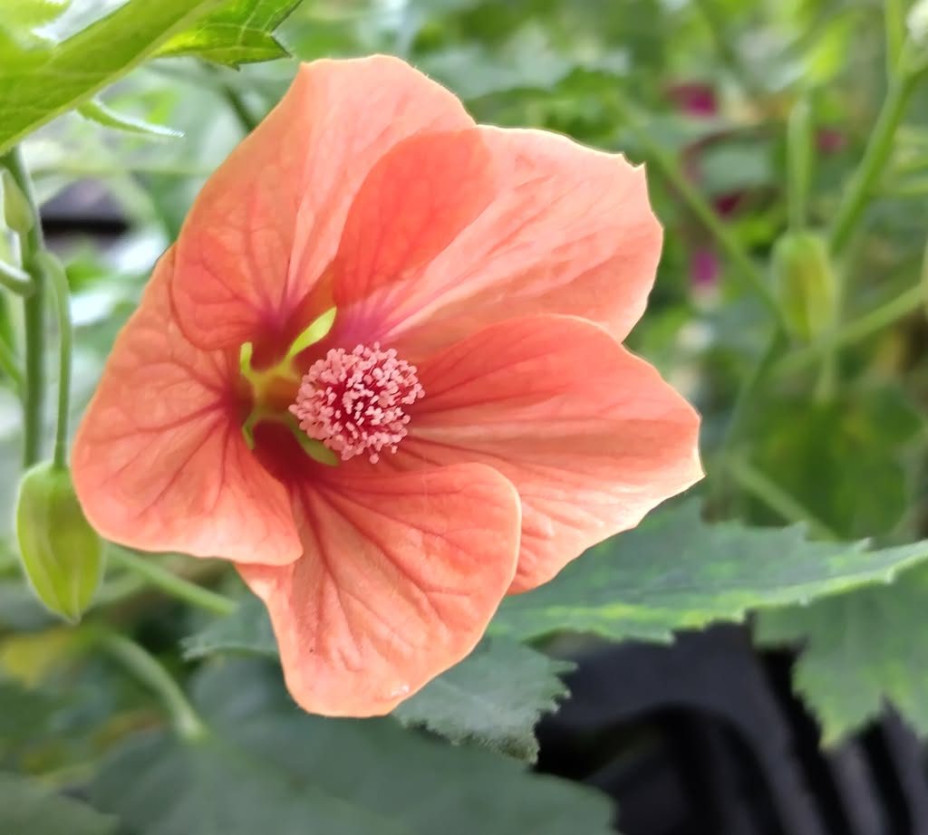Abutilon Variegated Green Apricot Live Plant 4-7 Inch Planting Height