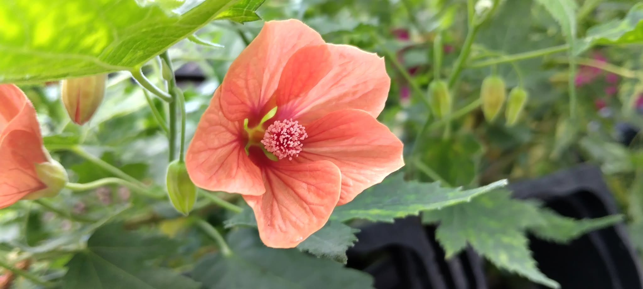 Abutilon Variegated Green Apricot Live Plant 4-7 Inch Planting Height