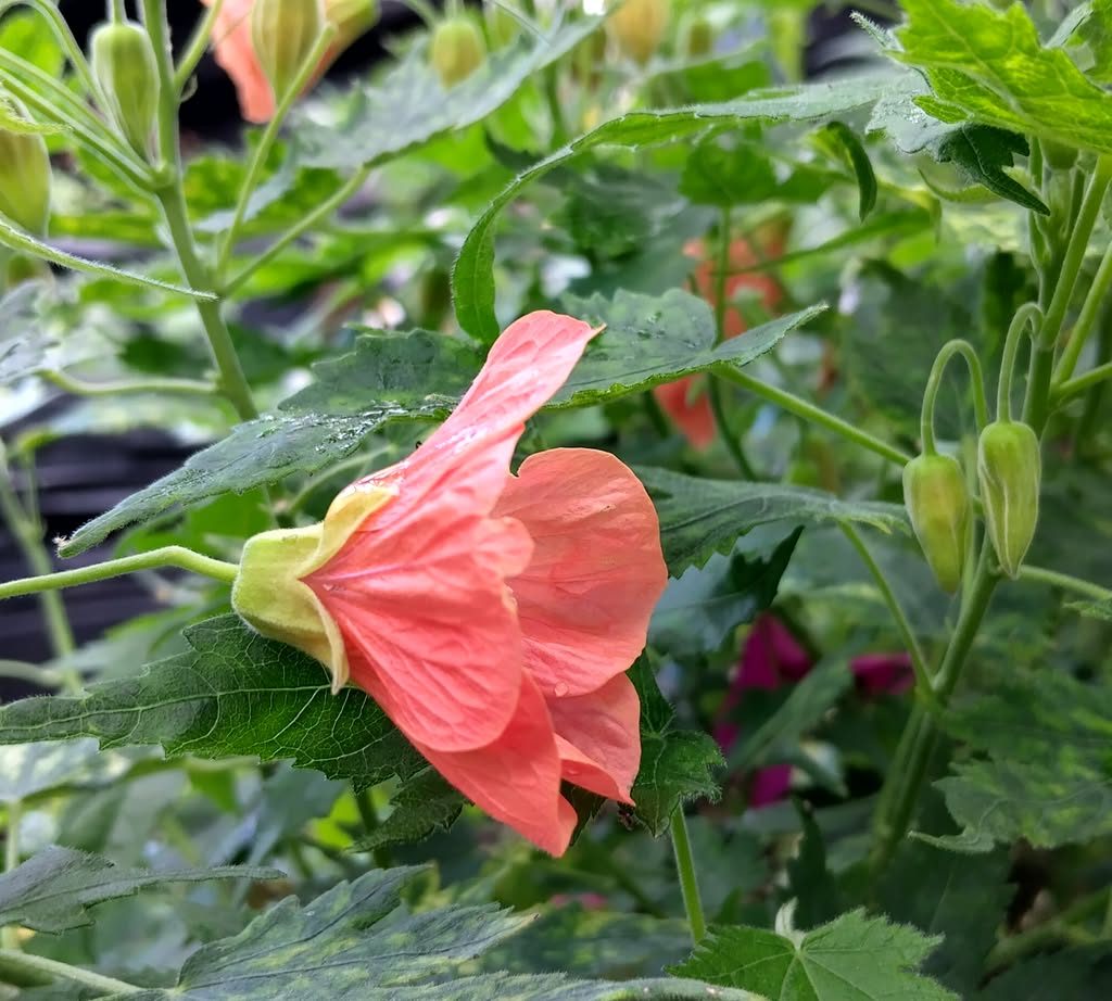 Abutilon Variegated Green Apricot Live Plant 4-7 Inch Planting Height