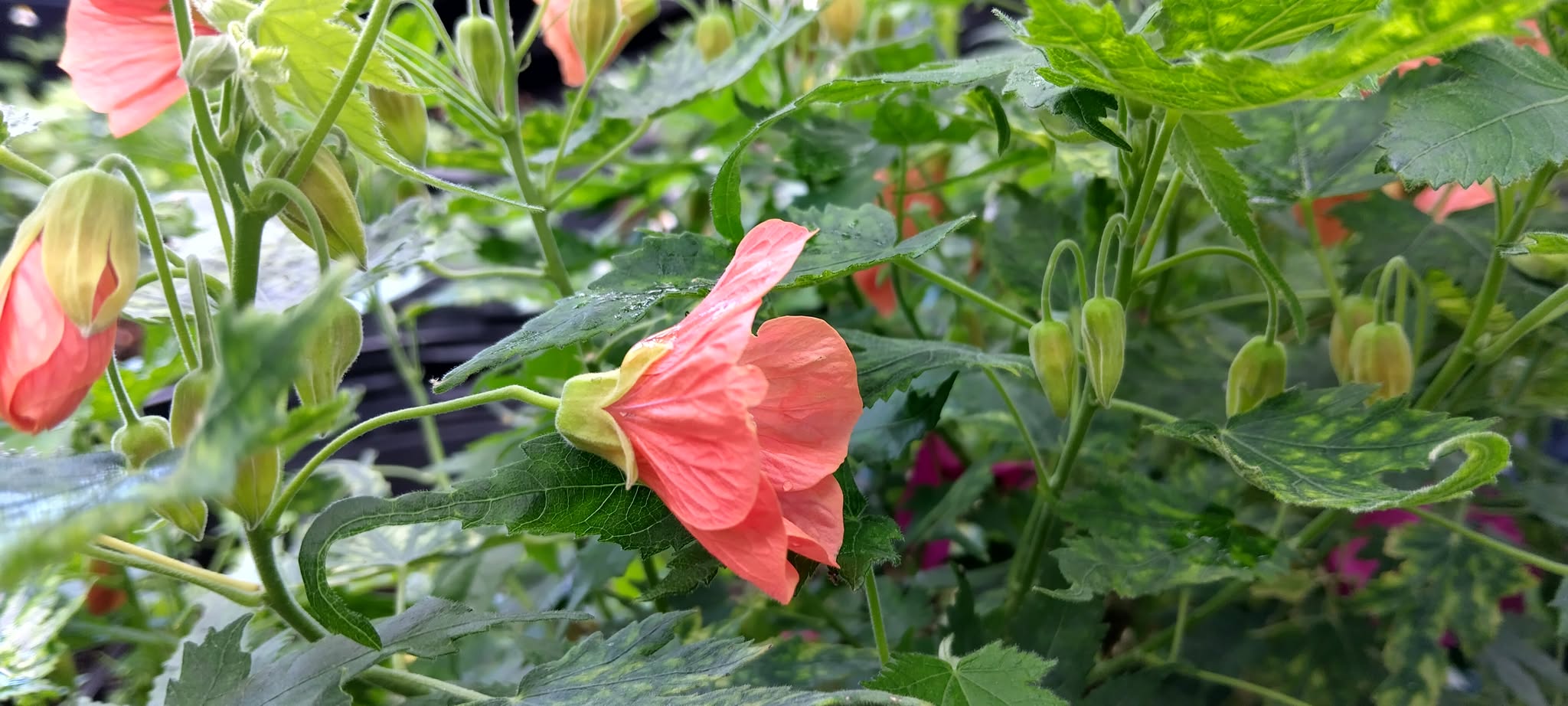 Abutilon Variegated Green Apricot Live Plant 4-7 Inch Planting Height