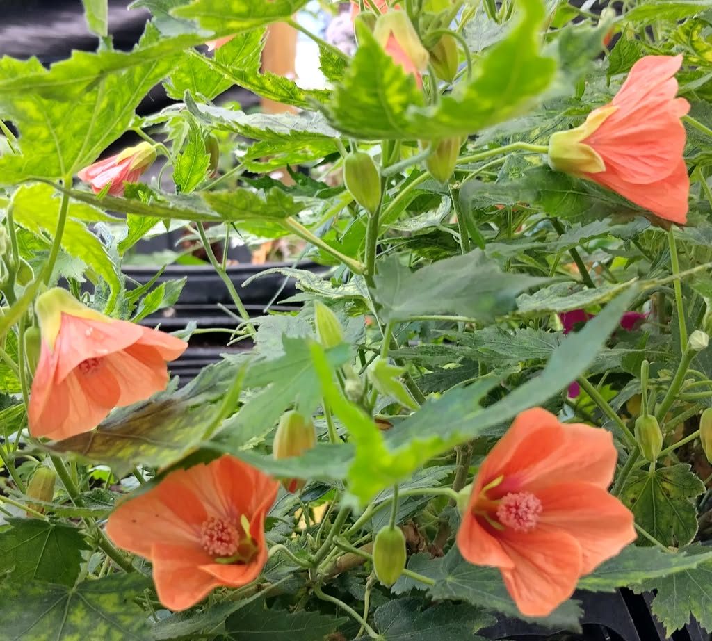 Abutilon Variegated Green Apricot Live Plant 4-7 Inch Planting Height