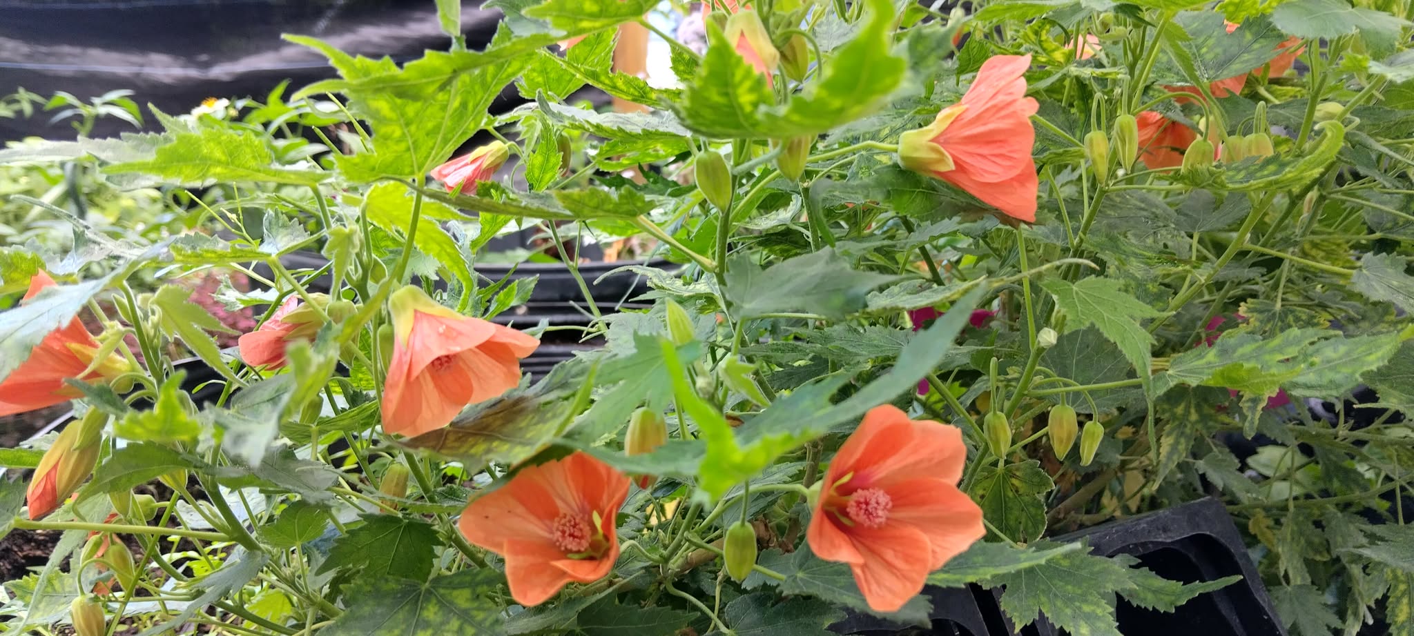 Abutilon Variegated Green Apricot Live Plant 4-7 Inch Planting Height